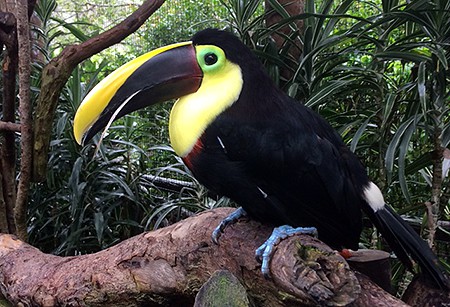 parrot-costa-rica